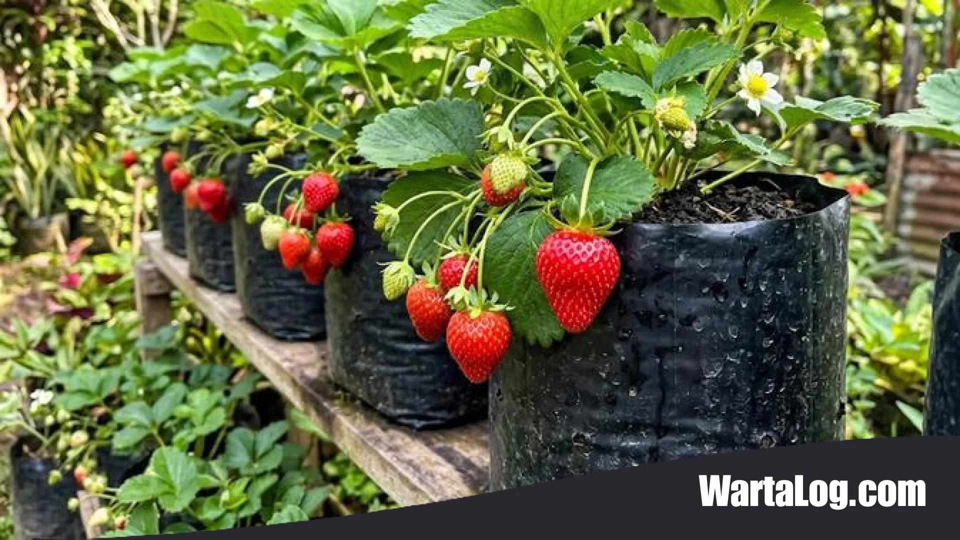 Rahasia Tabulampot: Cara Jitu Mempercepat Pohon Buah Mini Berbuah Lebat di Lahan Sempit