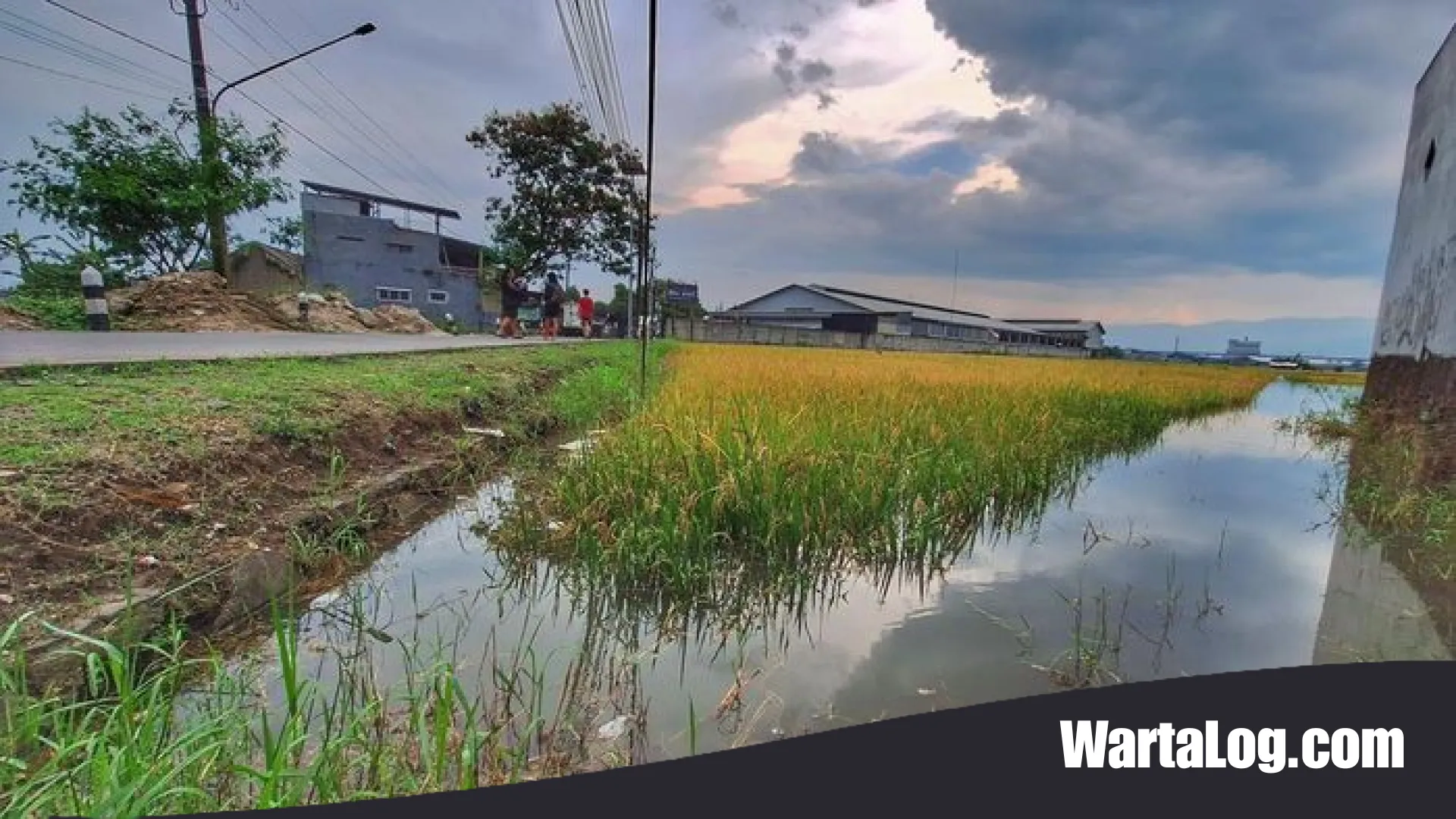 Ratusan Hektare Sawah di Tegalluar Terendam Banjir, Petani Bojongsoang Terancam Gagal Panen Total