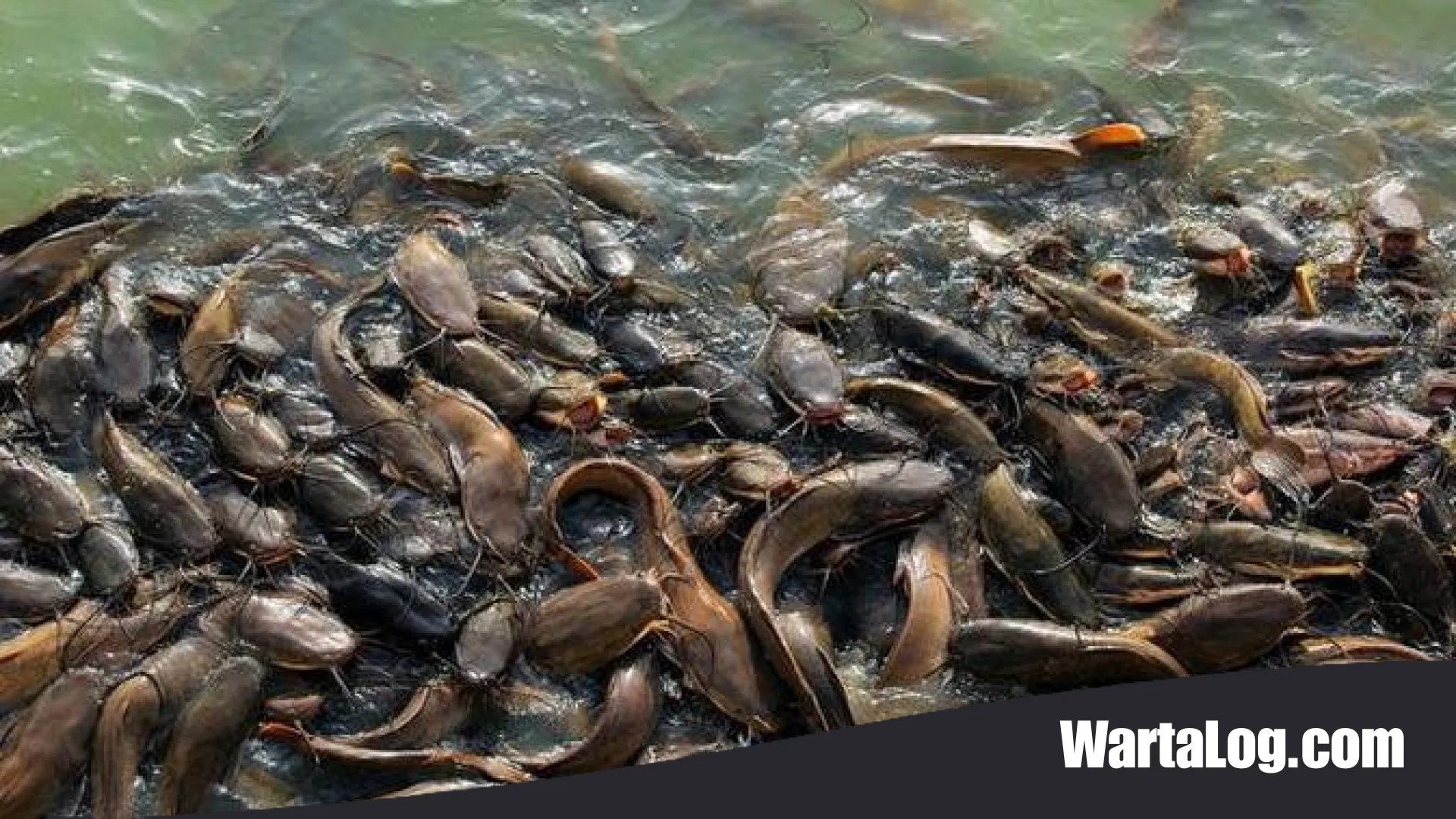 Seni Mengolah Ancaman: 7 Jenis Ikan Invasif yang Menjelma Jadi Peluang Ekonomi dan Kuliner