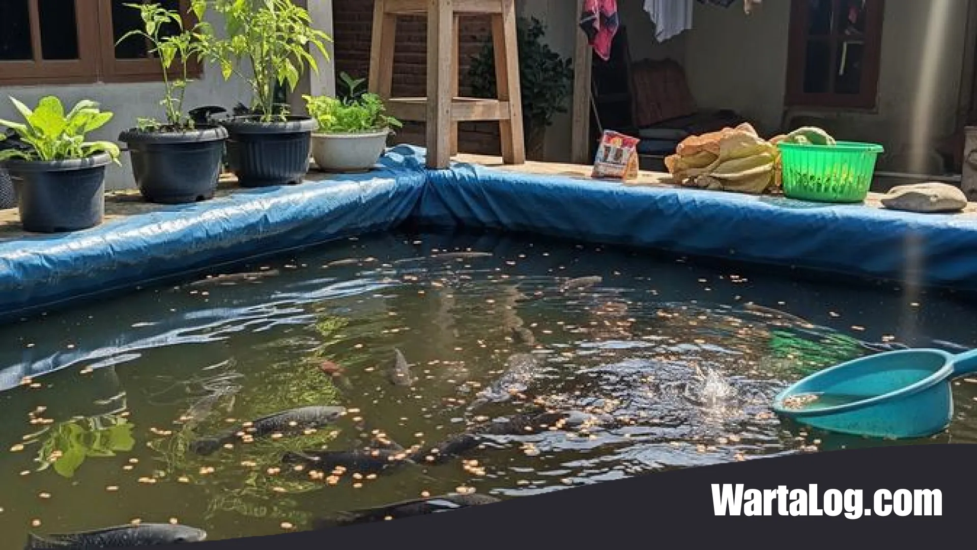 Strategi Jitu Budidaya Ikan Nila di Kolam Terpal 1×1 Meter: Solusi Cuan dari Lahan Terbatas