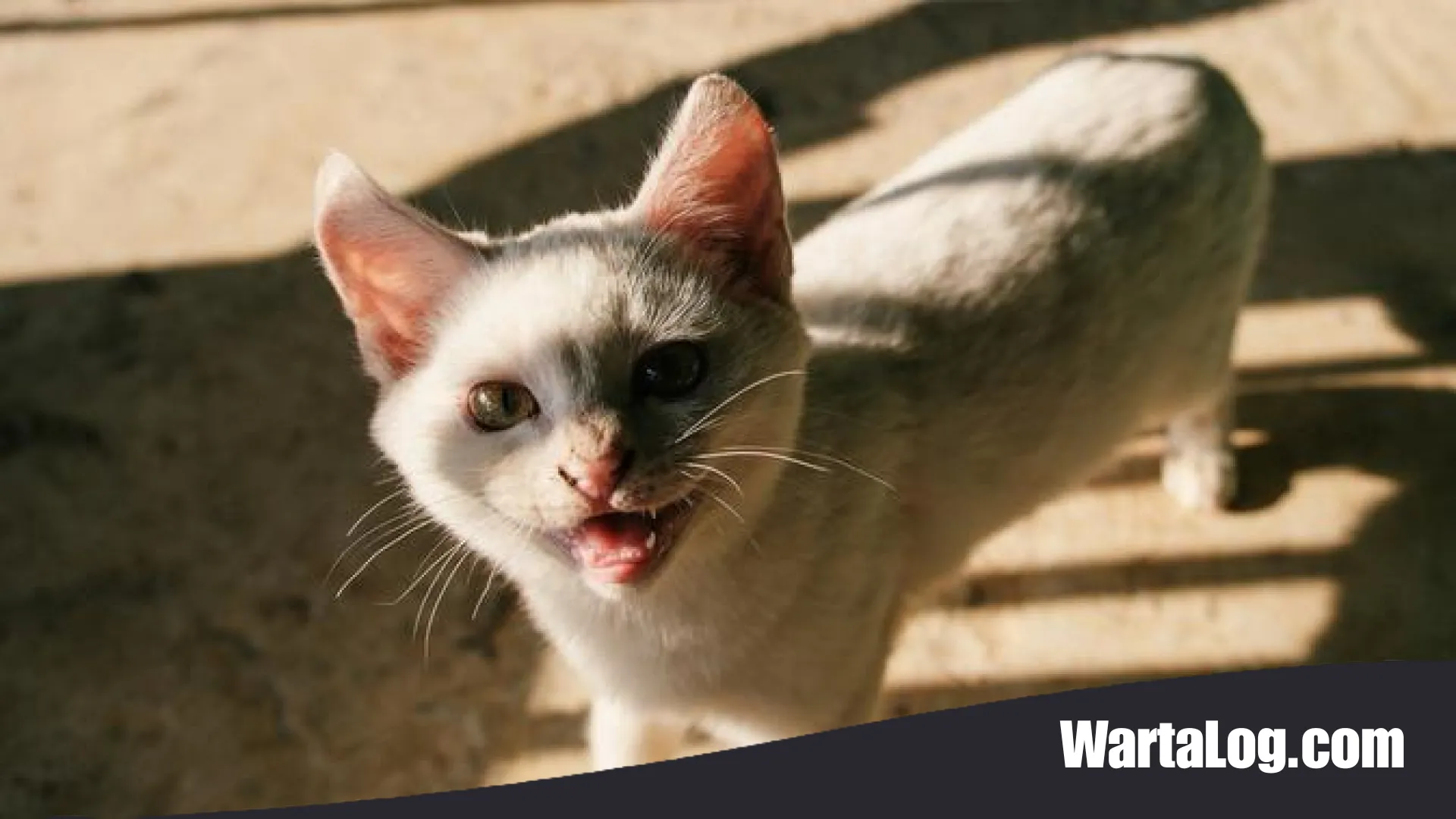Strategi Jitu Mencegah Kucing Liar Masuk Halaman Rumah demi Lingkungan Bersih dan Nyaman
