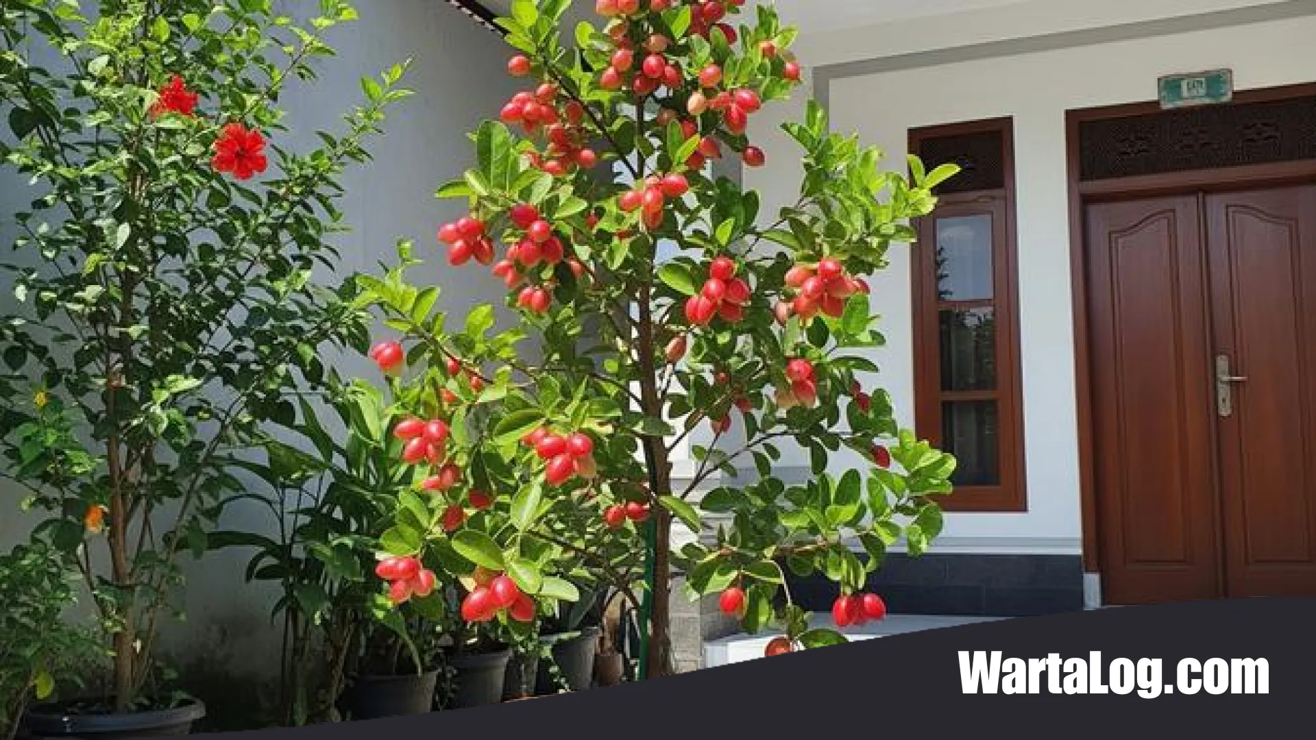 Strategi Jitu Perawatan Tabulampot: Rahasia Pohon Buah Mini Cepat Berbuah dalam 6 Bulan