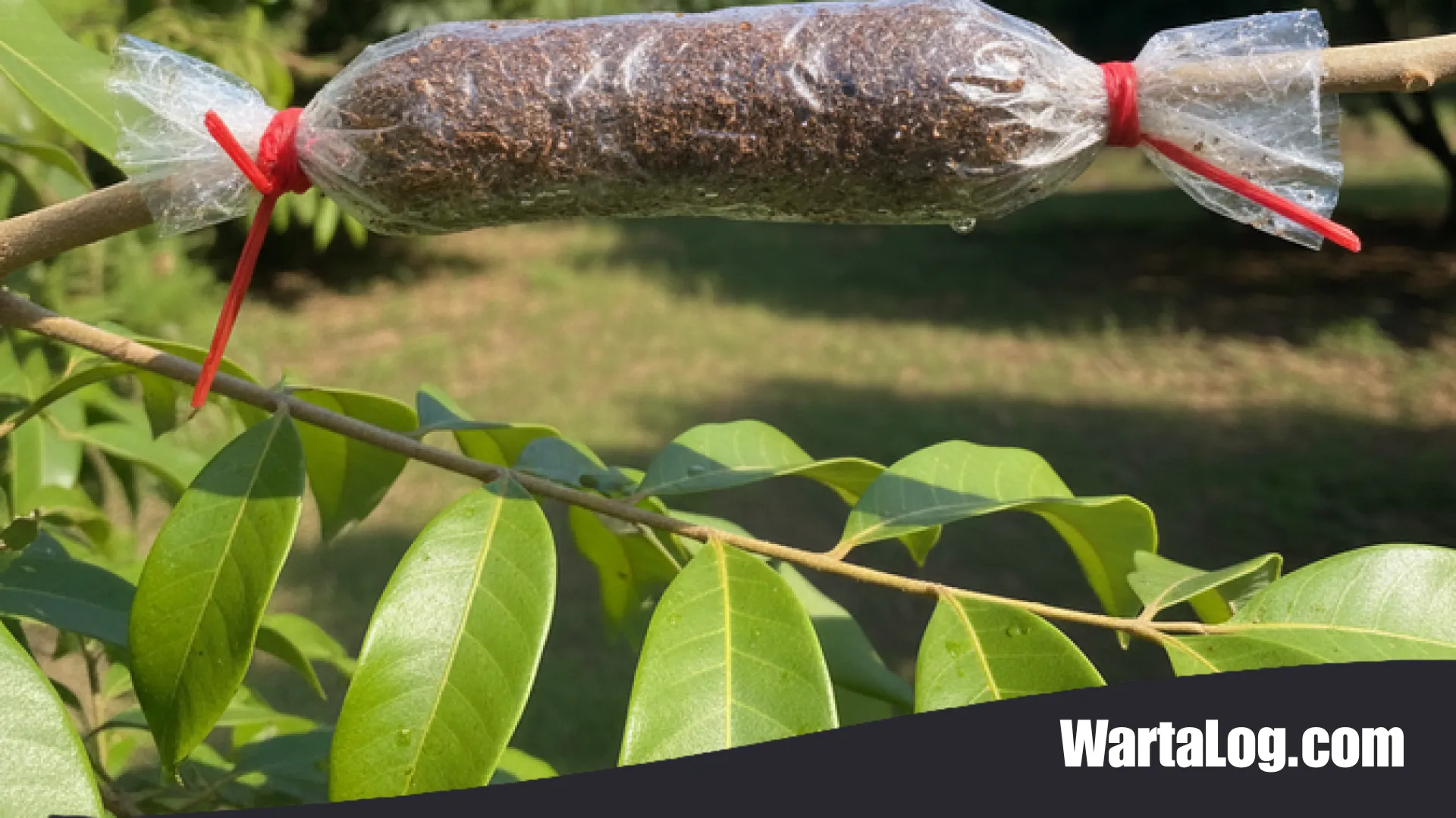 Sulap Lahan Sempit Jadi Kebun Produktif: 11 Rekomendasi Tanaman Buah Cangkokan dalam Pot yang Cepat Panen