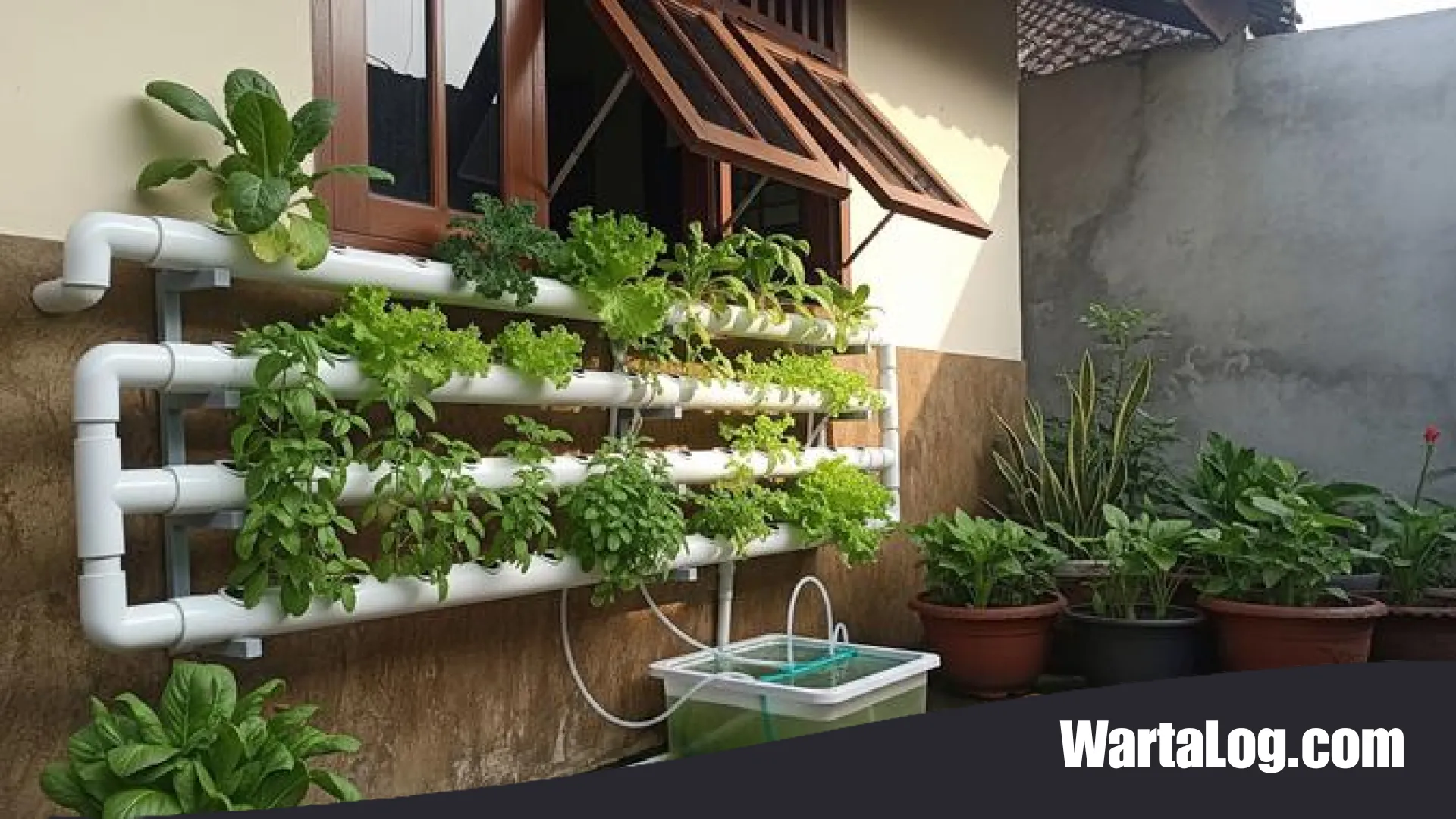 Teknik Hidroponik Rumahan: Cara Praktis Panen Sayur Segar Tanpa Greenhouse di Lahan Sempit
