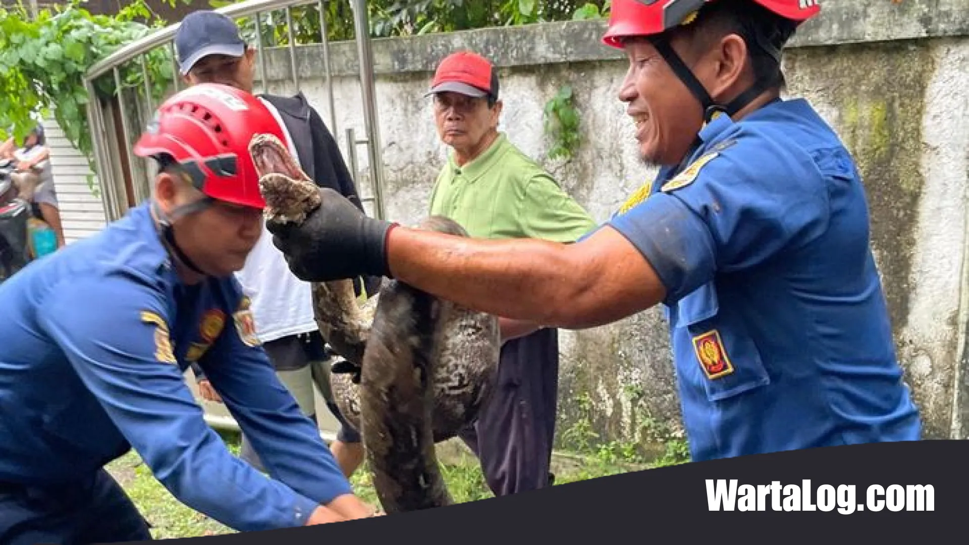 Teror Ular Piton 4 Meter di Pemukiman Semarang, Tim Damkar Gerak Cepat Lakukan Evakuasi