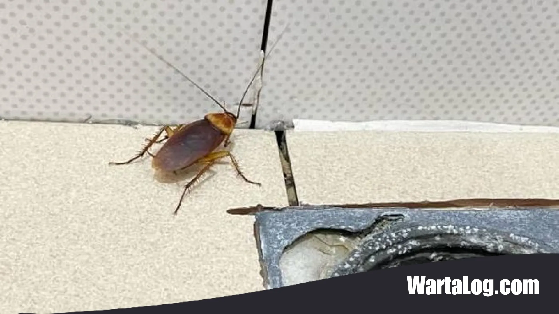Usir Kecoak Selamanya! Ini 3 Rahasia Bahan Dapur yang Jauh Lebih Aman dari Insektisida Kimia