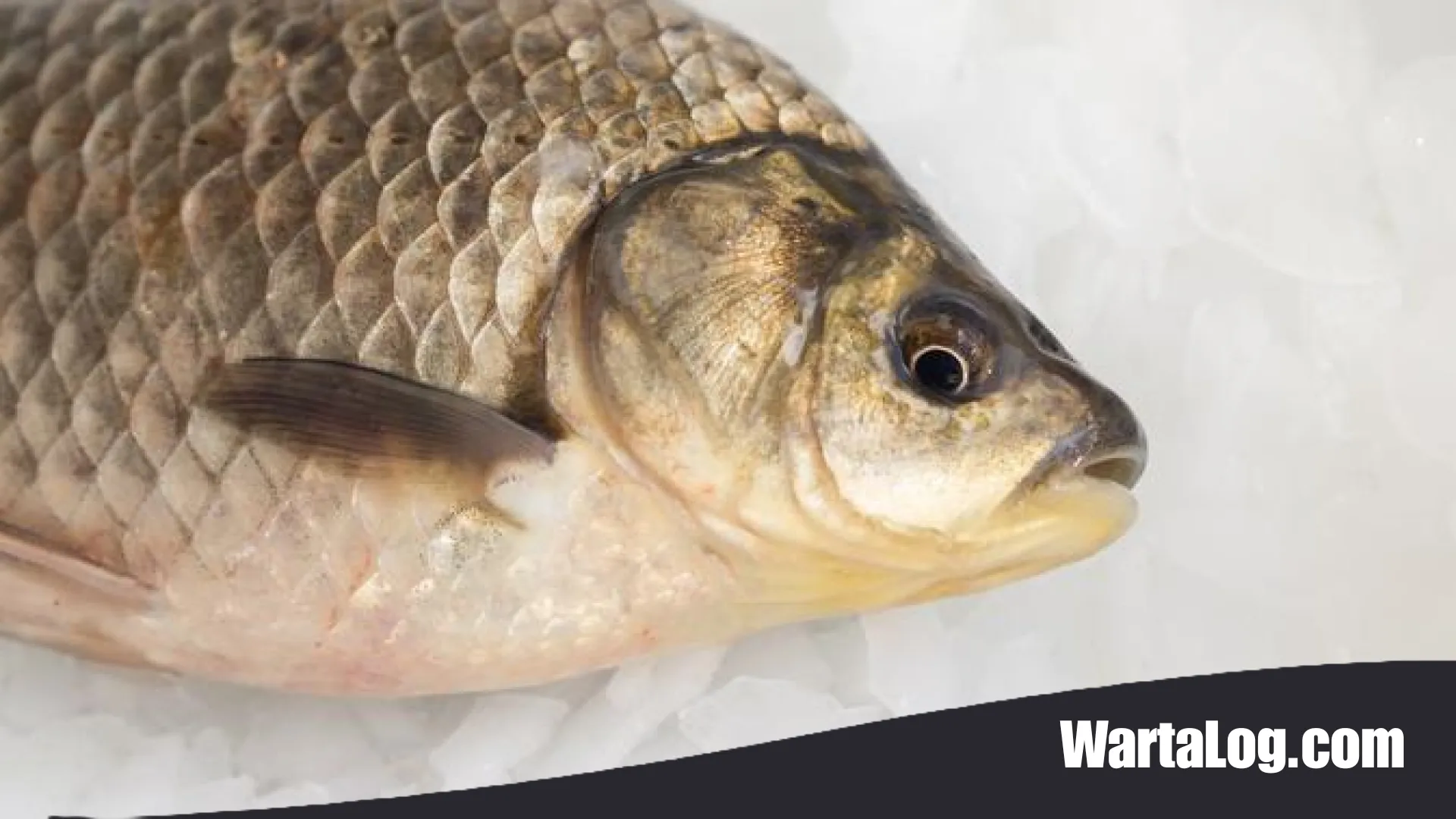 Waspada! 6 Ikan Hama Air Tawar Ini Bisa Menjadi Mimpi Buruk Bagi Peternak dan Merusak Hasil Panen
