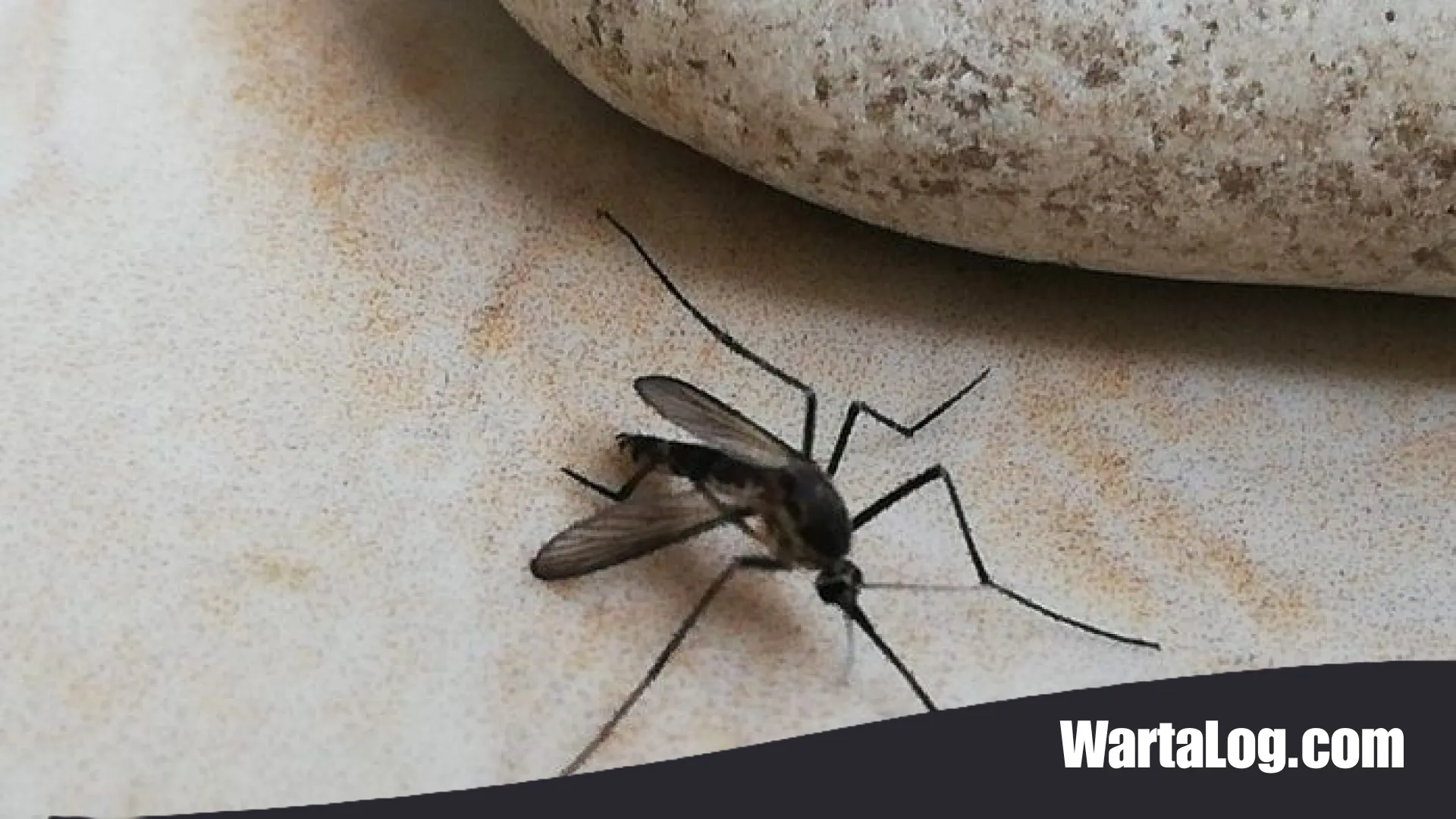 Waspada Terjangan DBD di Musim Hujan: Strategi Proteksi Dini dan Mengenal Karakteristik Nyamuk